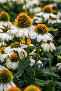 Echinacea Powwow White
