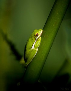 green tree frog
