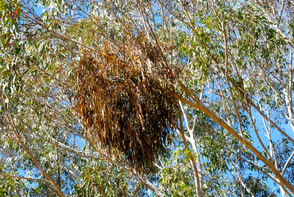 Amyema pendulum 090816-6832
