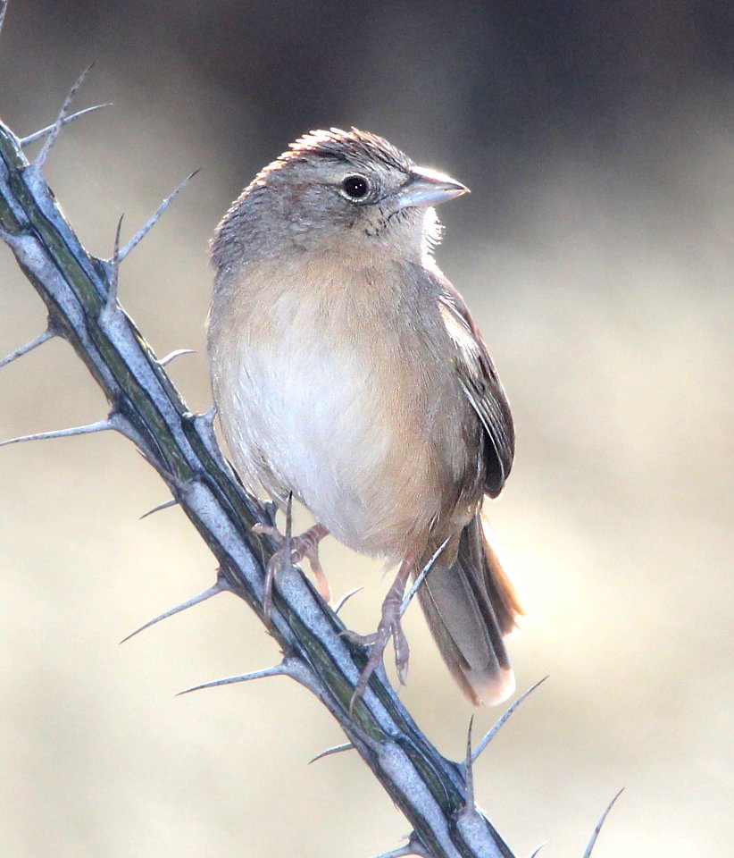 867 - BOTTERI'S SPARROW (1-8-14) camino los vientos, patagonia lake ranch estates, scc, az -02b
