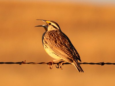 932 - LILIAN'S EASTERN MEADOWLARK (3-10-2017) san rafael grasslands, santa cruz co, az -03