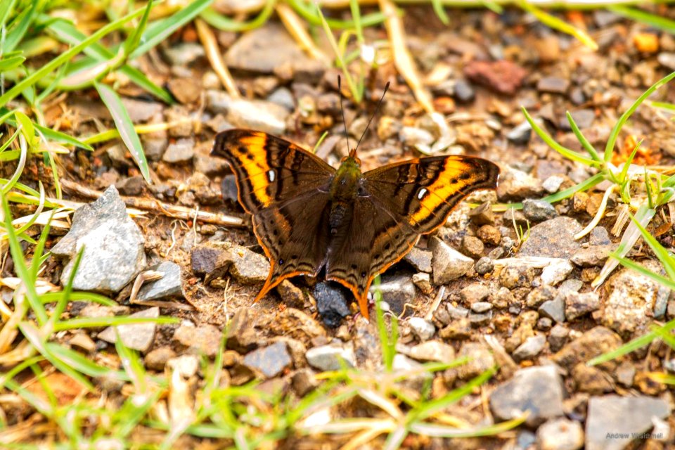 Hypanartia dione arcaei