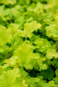 Heuchera Lime Marmalade