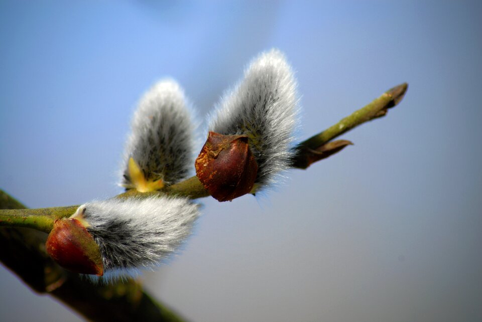 Messengers of spring flowering blue sky