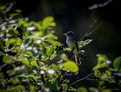 Alder Flycatcher