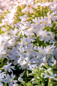 Phlox Sub. Snowflake