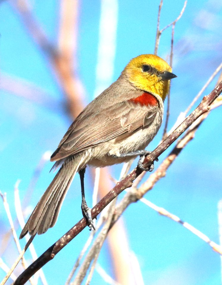 683 - VERDIN (3-25-2020) hereford, cochise co, az -01