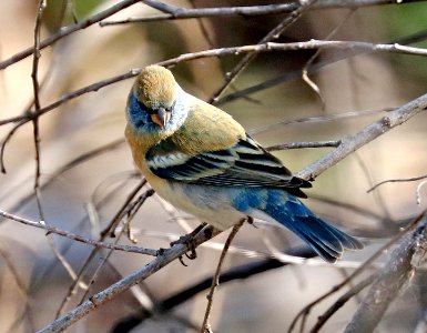 923 - LAZULI BUNTING (2-11-2017) patagonia lake, santa cruz co, az -02