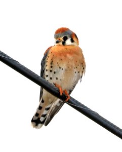 549 - AMERICAN KESTREL (1-19-2017) 78 circulo montana, patagonia lake ranch estates, scc, az -02