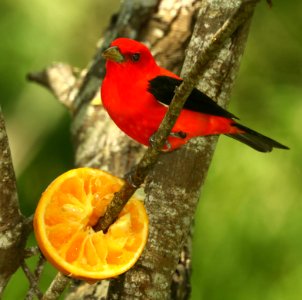 912 - SCARLET TANAGER (4-27-2019) convention center, south padre island, cameron co, tx -01
