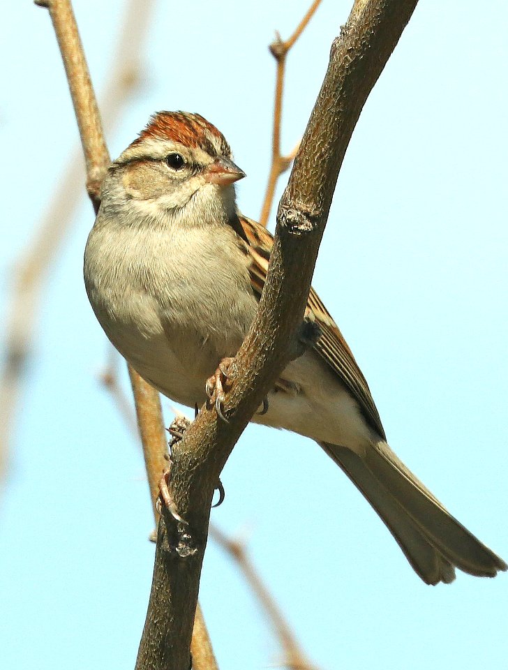 871 - CHIPPING SPARROW (2-16-2019) hereford, az -02