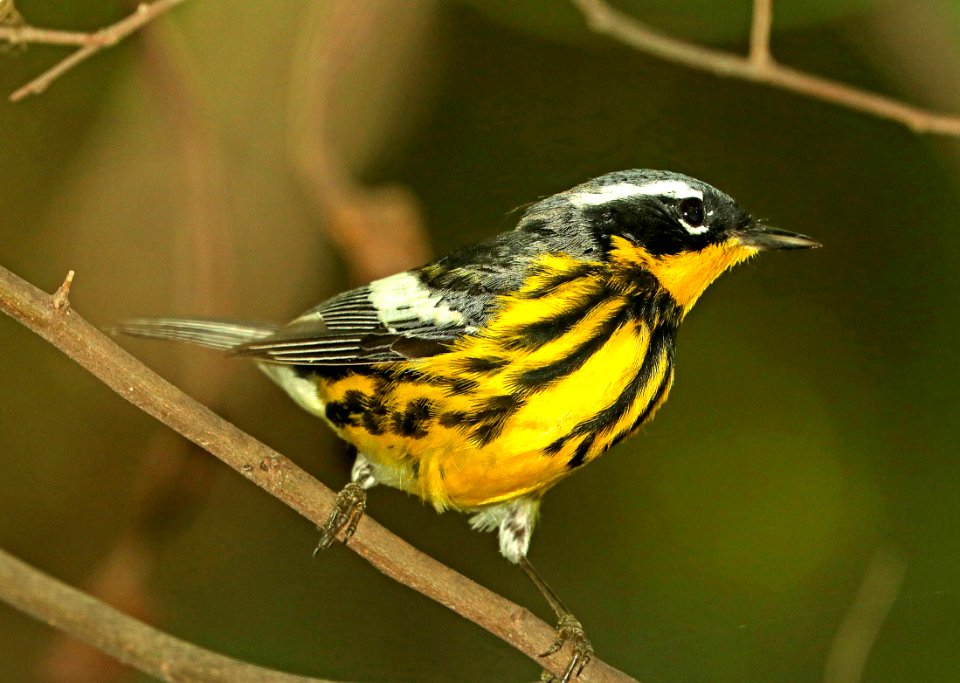 826 - MAGNOLIA WARBLER (4-30-2019) national butterfly center, hidalgo co, tx -12