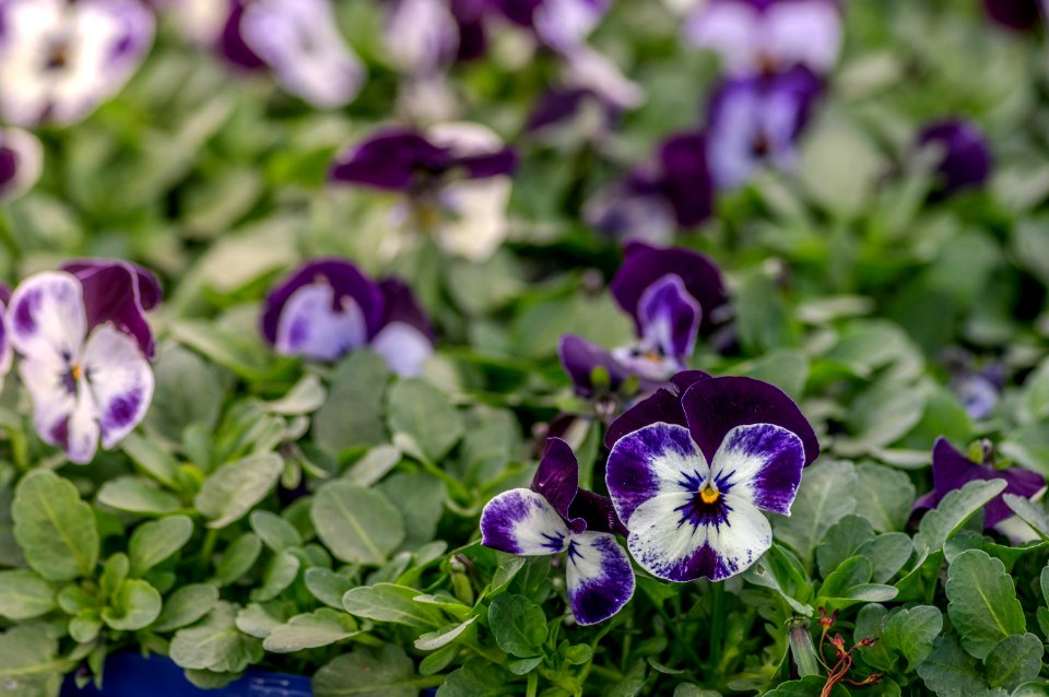Viola Penny Mickey