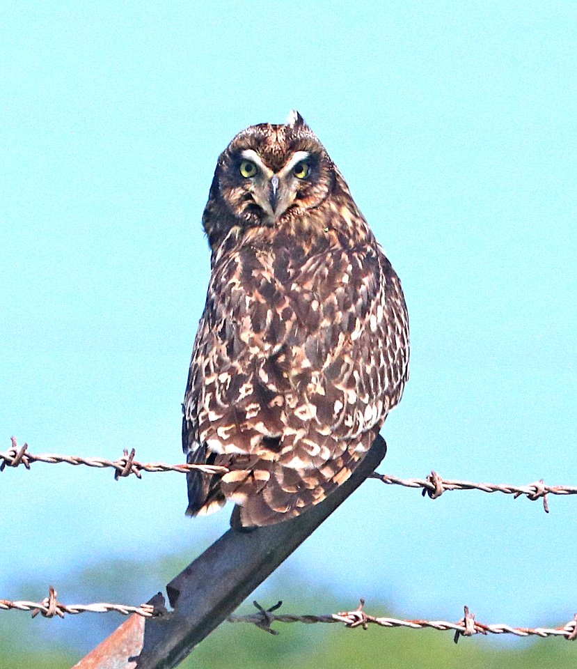 SHORT-EARED OWL (4-26-2018) near waimea, kauai co, hawaii -01