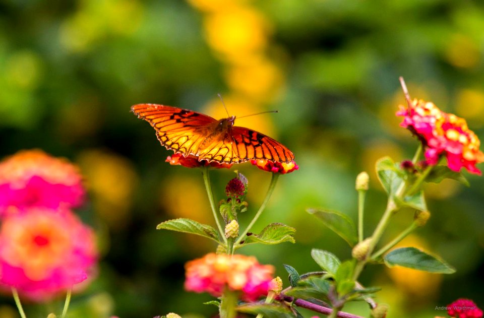 mexican silverspot fritillary