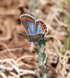 BLUE, MELISSA (Lycaeides melissa) (5-23-2020) terry flats, escdilla mts, apache co, az -08