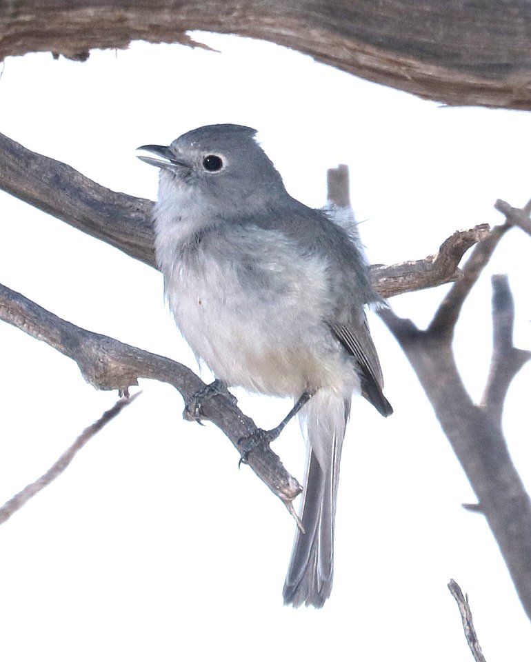 622 - GRAY VIREO (5-14-2917) muley point, san juan co, ut -08