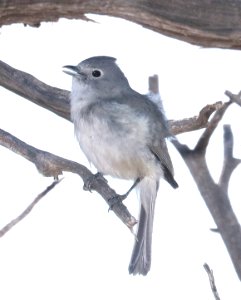 622 - GRAY VIREO (5-14-2917) muley point, san juan co, ut -08