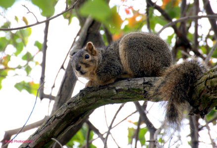 squirrel photo