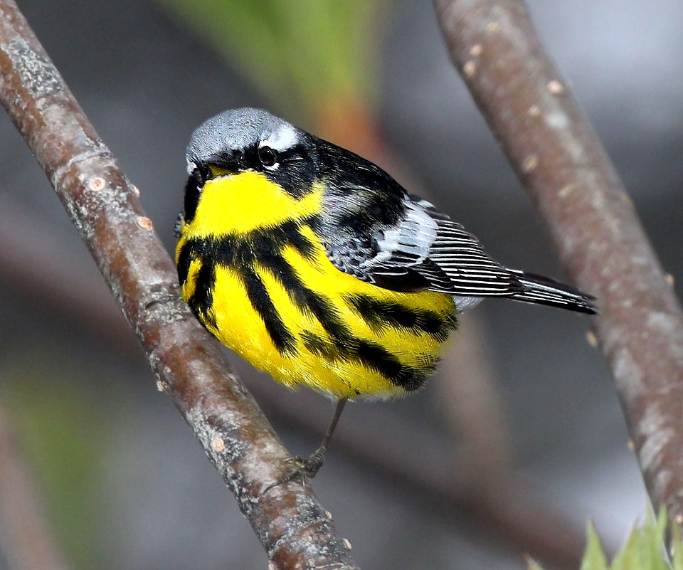 826 - MAGNOLIA WARBLER (5-28-2015) washington co, maine -04