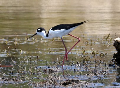 274 - BLACK-NECKED STILT (4-10-2017) patagonia lake west end, santa cruz co, az -01