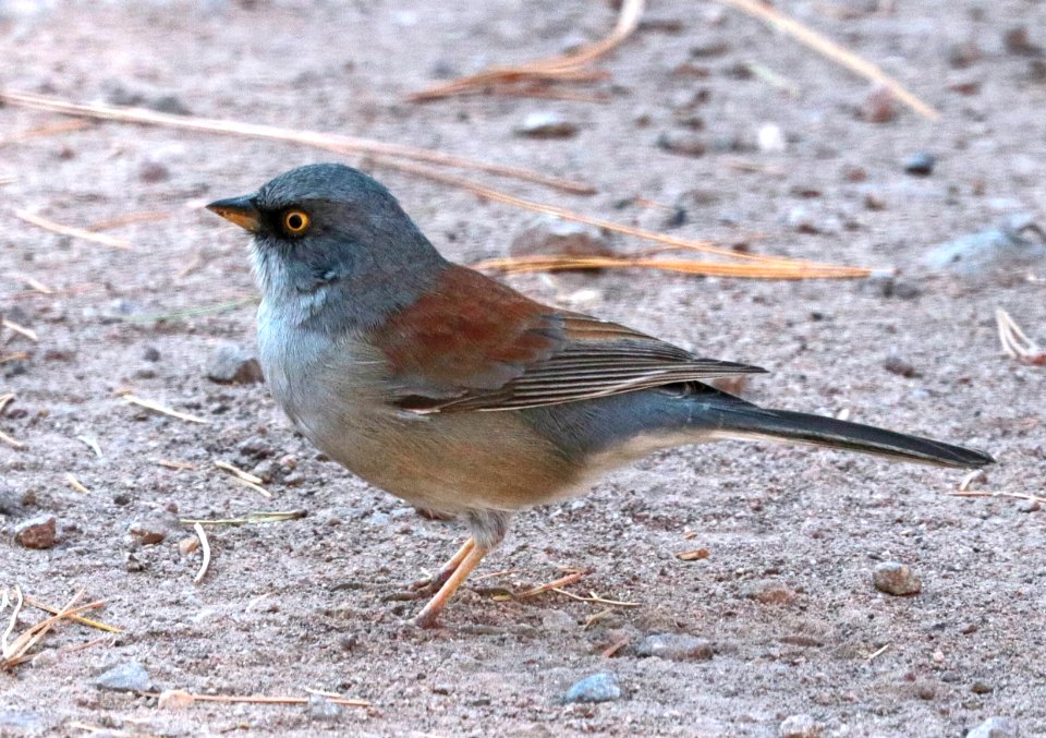 900 - YELLOW-EYED JUNCO (10-21-2019) barfoot junction, chiricahua mts, cochise co, az -01