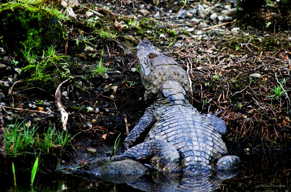 Caiman