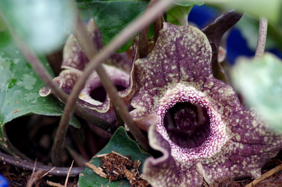 Asarum Quick Silver