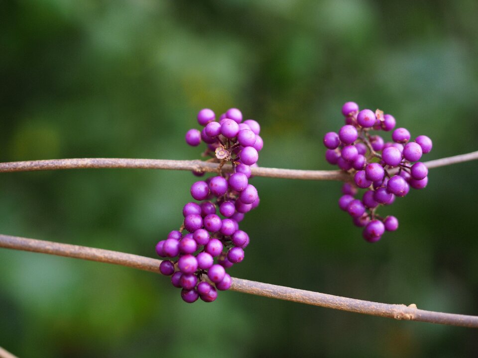 Purple violet callicarpa bodinieri photo