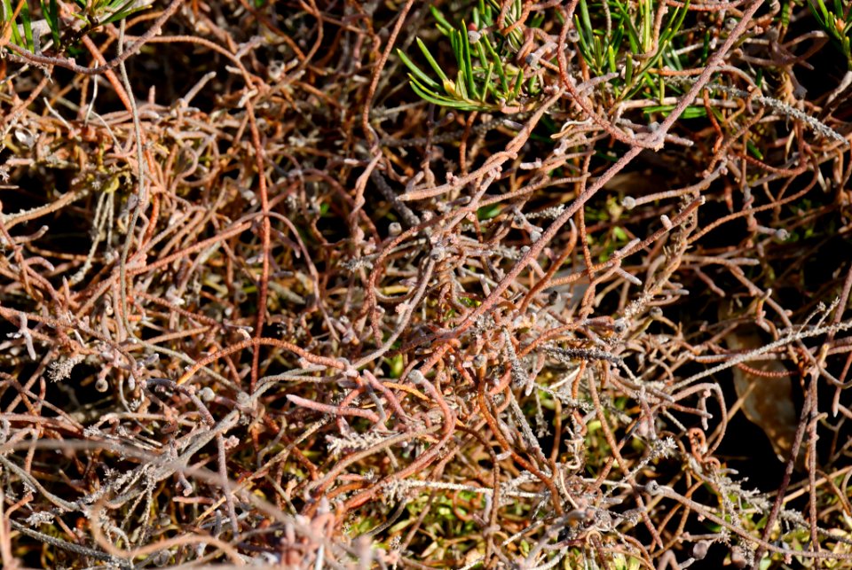 Cassytha pubescens 070722-3458