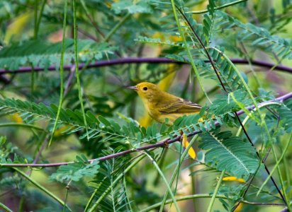 yellow warbler