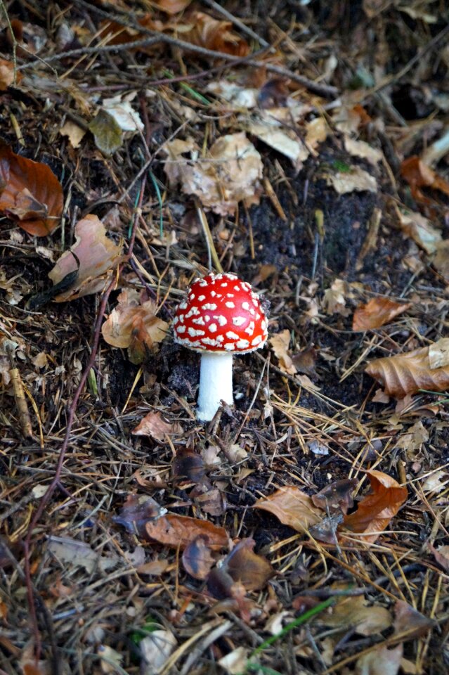 Forest mushrooms forest amanita