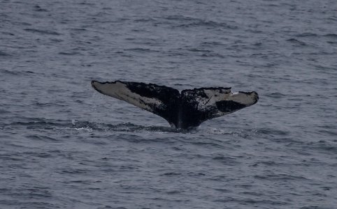Humpback Whale