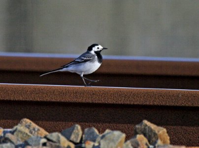 White Wagtail