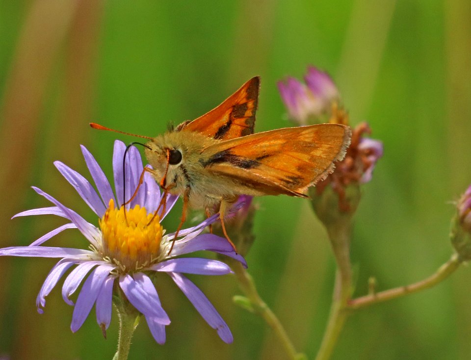 SKIPPER, WOODLAND (Ochlodes sylvanoides) (8-3-2016) 7500ft, elko county, nv -03