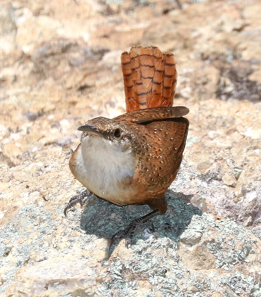 691 - CANYON WREN (4-4-2016) sycamore cyn, atascosa mts, santa cruz co, az -01