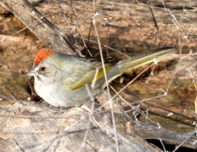 859 - GREEN-TAILED TOWHEE (2-23-2016) santa cruz river, santa cruz co, az
