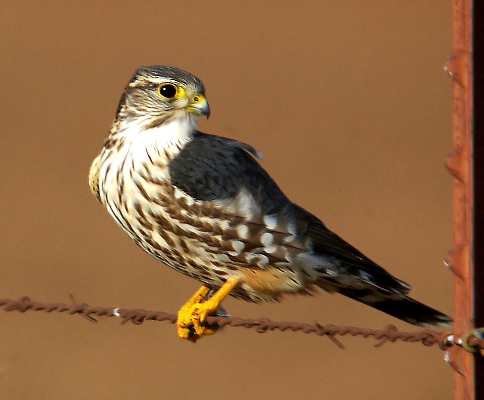 551 - MERLIN 12-31-05 carrizo plain, slo co, ca