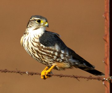 551 - MERLIN 12-31-05 carrizo plain, slo co, ca