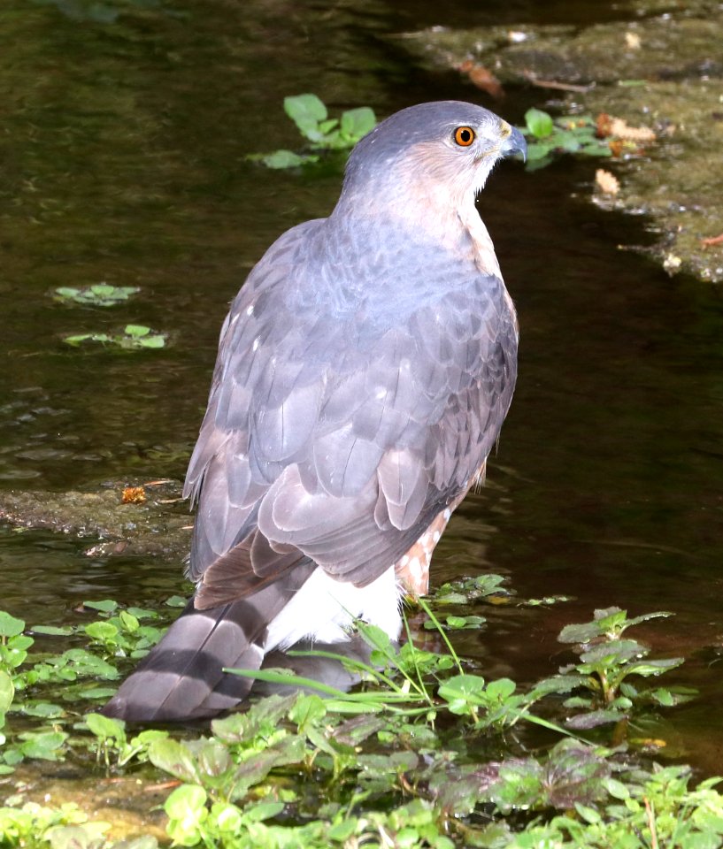 217 - COOPER'S HAWK (3-25-2018) patagonia lake, santa cruz co, az -02b