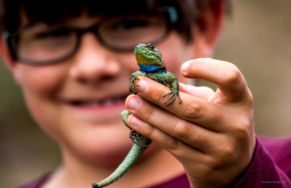 Spiny Green Lizard