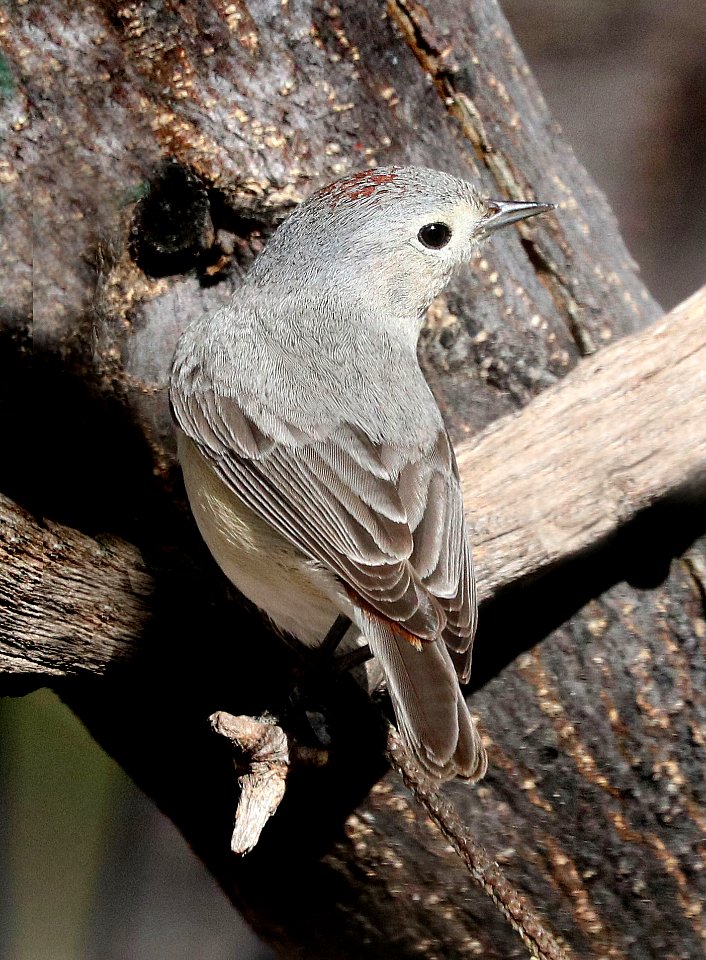 810 - LUCY'S WARBLER (3-25-2020) hereford, cochise co, az -07