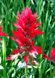 Castilleja miniata (7-22-2019) 6000 ft, armour pond, boulder river, custer-gallatin nat forest, sweet grass clo, mt (5)