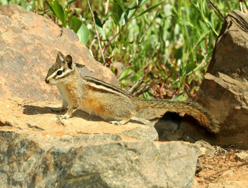 CHIPMUNK, YELLOW-PINE (Tamias amoenus) (6-27-2018) wallowa co, or -01