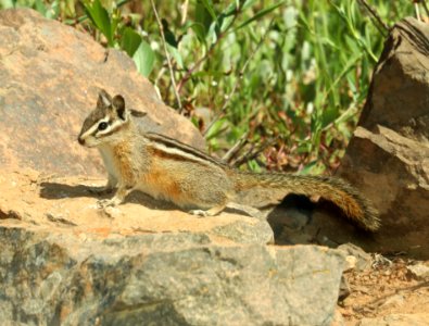 CHIPMUNK, YELLOW-PINE (Tamias amoenus) (6-27-2018) wallowa co, or -01