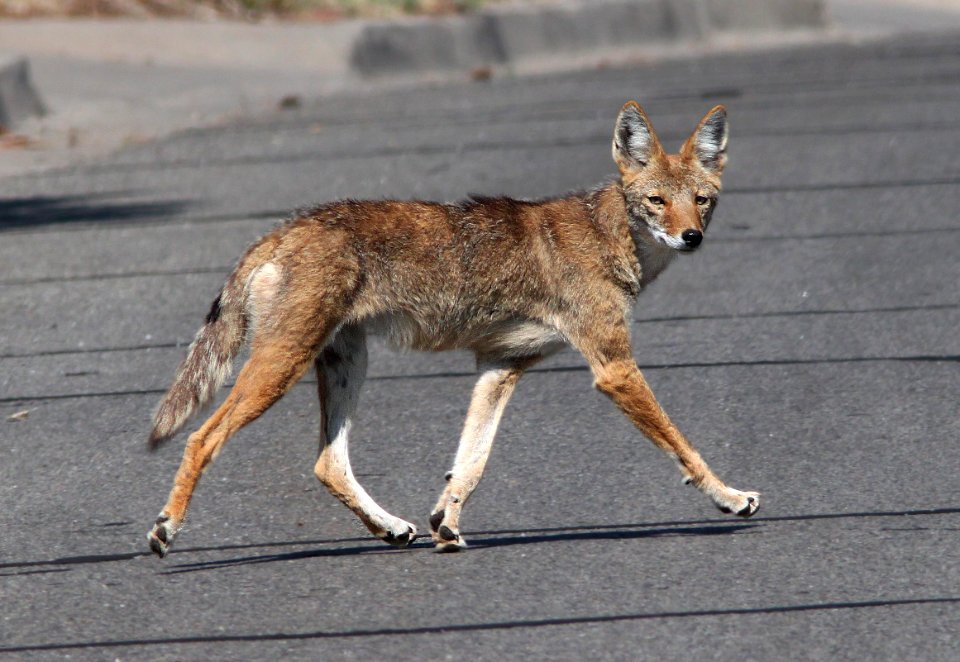 COYOTE (Canis latrans) (8-19-12) los alamos, nm -01