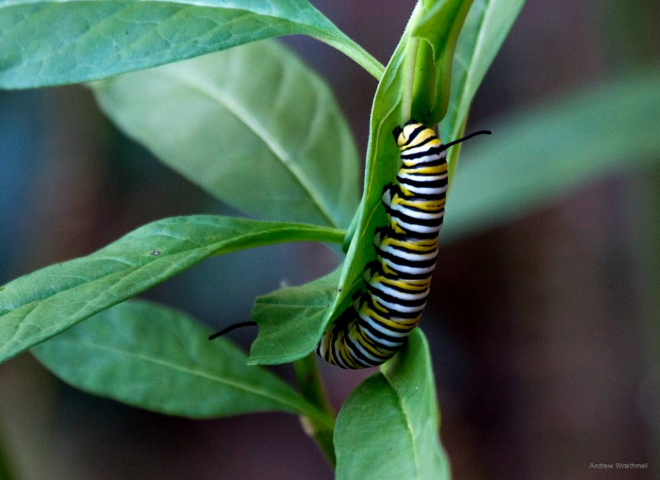 monarch larvae