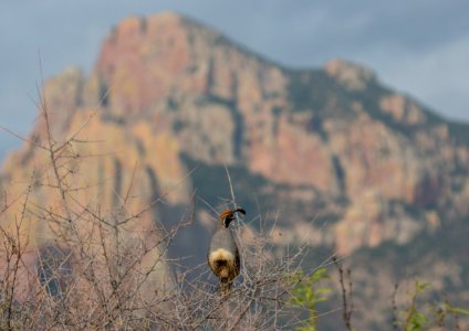 Gambel's quail