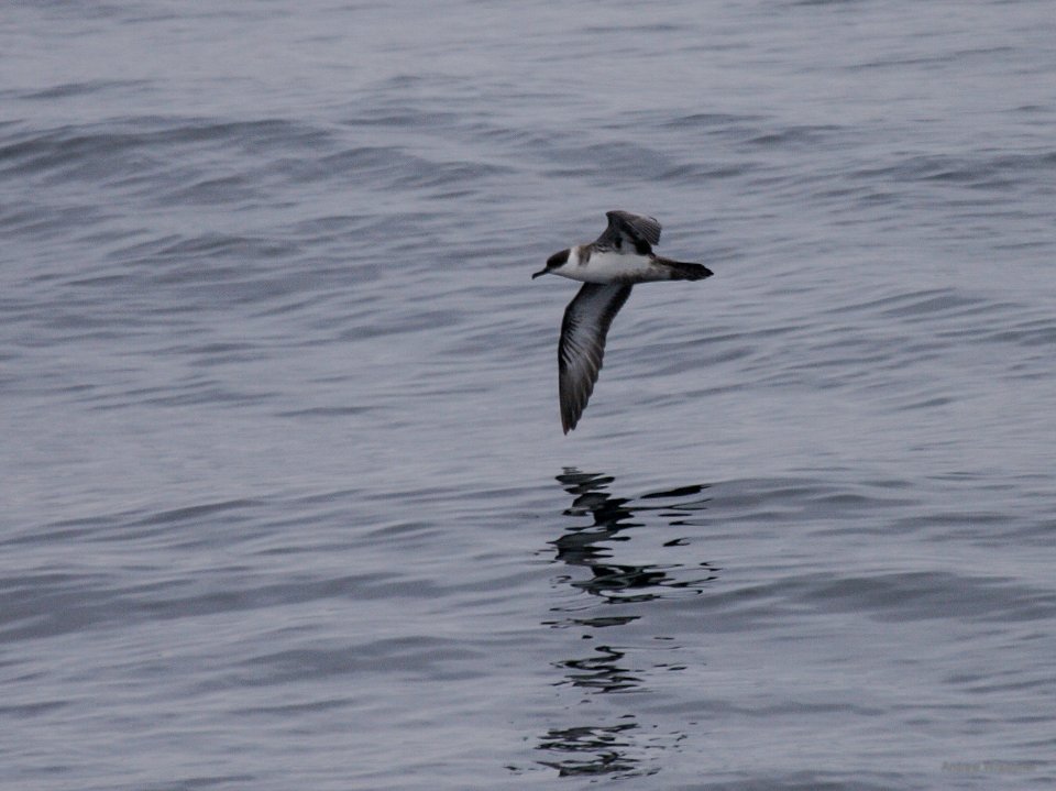 Great Shearwater