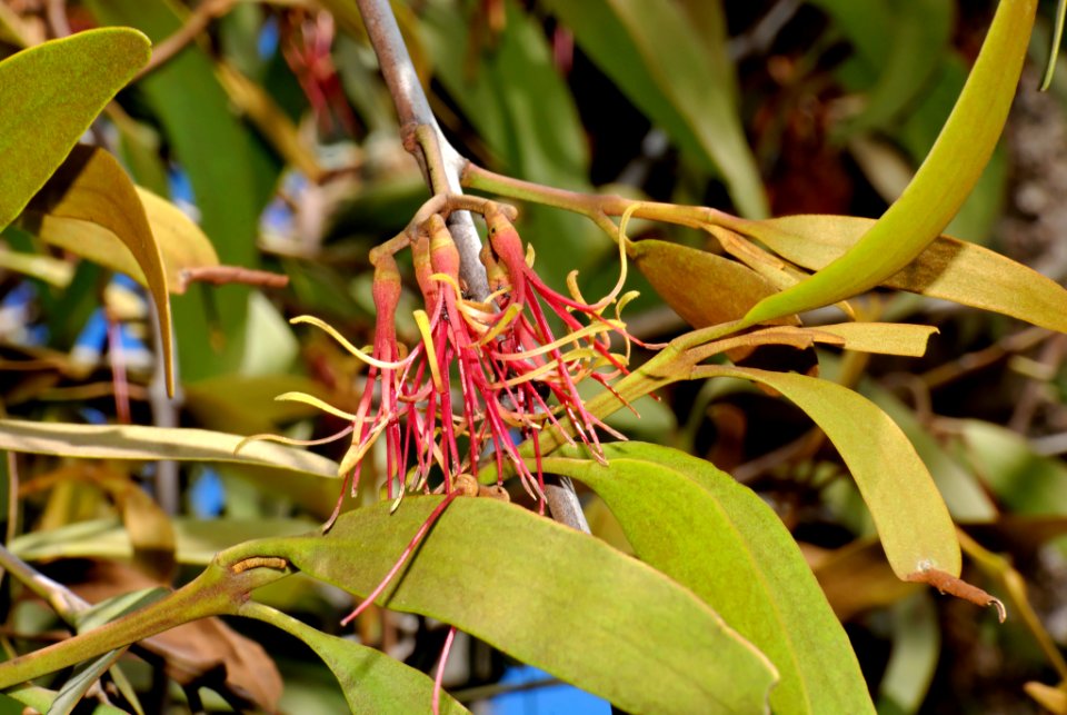Amyema pendulum 071008-7304
